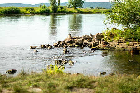 Ente von der Bastau in die Weser